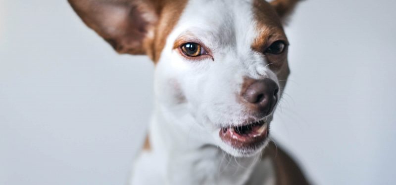 Snearing white and brown short coated small dog